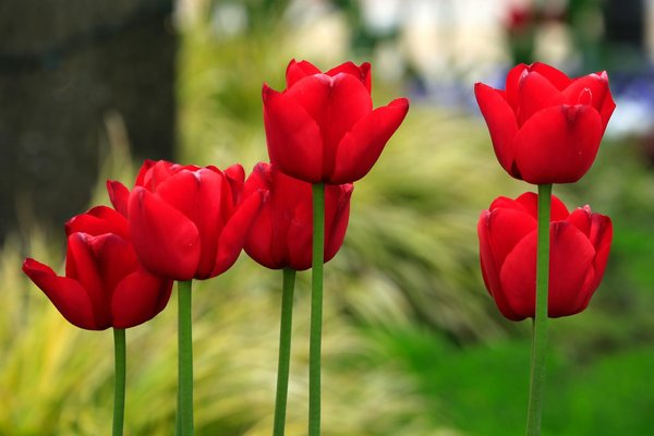 Quel revêtement mural pour une cuisine facile à nettoyer ?