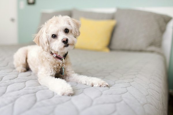 Royal Palace Bedding : literie hôtelière de grand confort