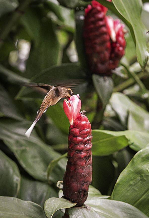 idées pour une décoration tropicale dans votre véranda